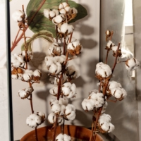 A display of a cotton plant at Quarry Bank Mill outside Manchester, England. The former cotton mill was owned by Samuel Greg, who also owned slaves on a plantation in the West Indies.  | JACK ROE / THE NEW YORK TIMES