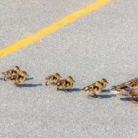 The shortened form of かも知れない (kamo shirenai, “don’t know if not,” in the sense of “maybe”) is simply “kamo.” The abbreviation is homonymous with the word for duck in Japanese, 鴨 (kamo), making it rife for puns. | GETTY IMAGES