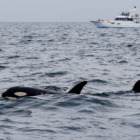 A series of incidents involving orcas and mostly sailboats have been reported since 2020 off the Iberian Peninsula coast and the Strait of Gibraltar. | REUTERS