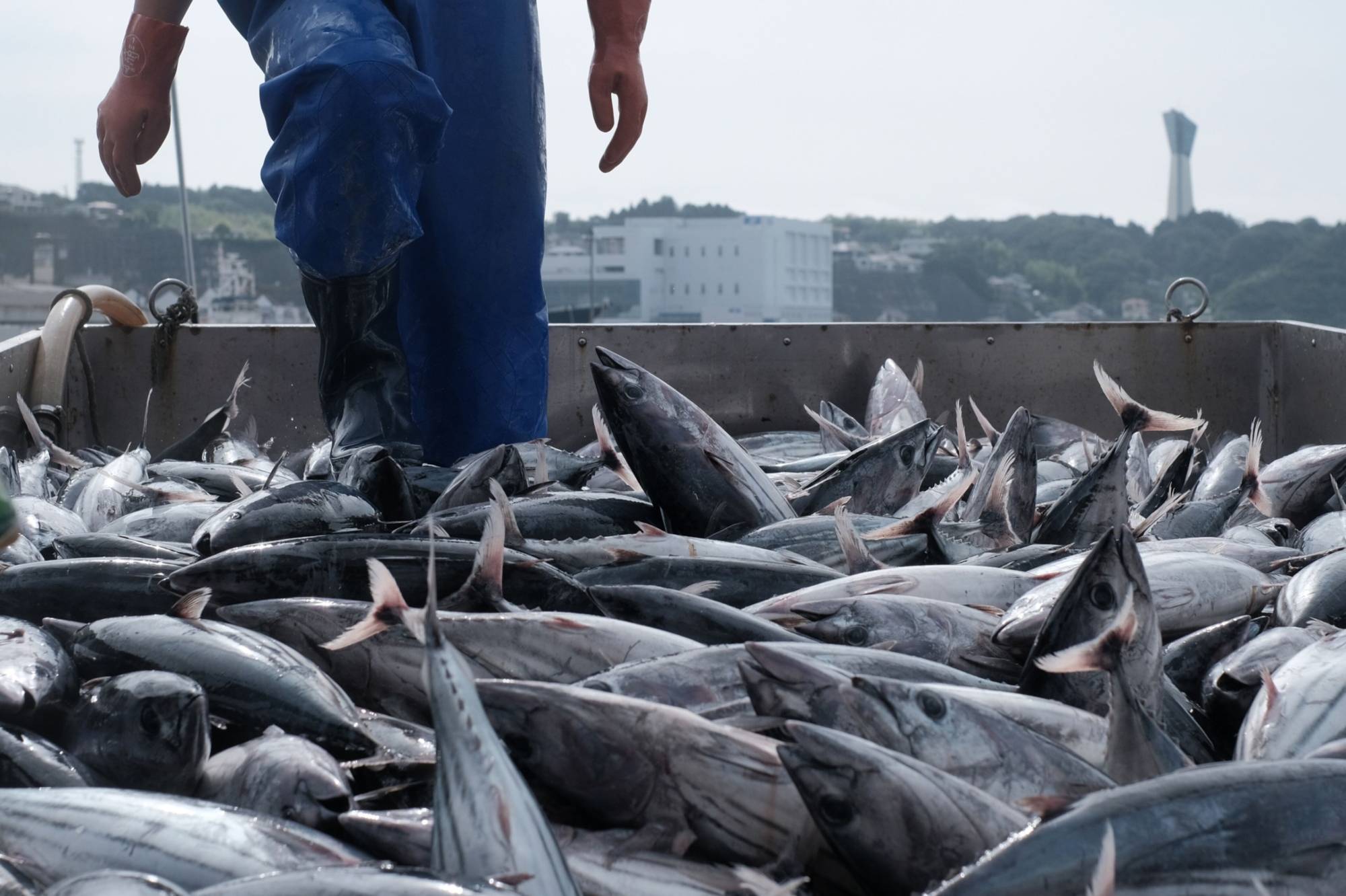 Freshly-caught fish at a wharf outside the Onahama Fish Market in Fukushima Prefecture on July 5.  | BLOOMBERG