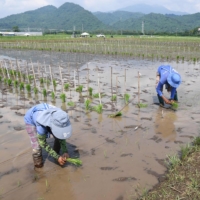 Farmers plant rice in Los Banos, south of Manila, on Wednesday. Doksuri, which has intensified into a severe tropical storm, may strengthen to a typhoon in the coming days, prompting the Philippines to scale back activity in the capital on Monday before it’s forecast to head toward China. | AFP-JIJI