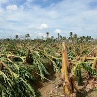 In ruin: A Filipino examines a banana plantation flattened by Typhoon Bopha in Compostela Valley Province on Wednesday. | AFP-JIJI