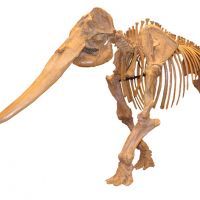 \"Stegodon huanghoensis (Huang He Elephant)\" (Cenozoic Quaternary) | COLLECTION OF AND PHOTO BY MIE PREFECTURAL MUSEUM