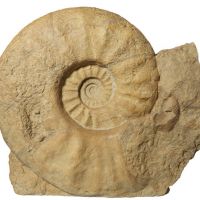 \"Parapuzosia seppenradensis\" (Late Cretaceous) | HAYASHIBARA MUSEUM OF NATURAL SCIENCES