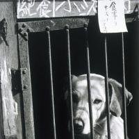\"Dog\" (1935, reprinted 2010) by Nakaji Yasui | HYOGO PREFECT URALMUSEUM OF ART