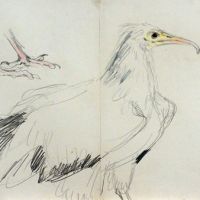 \"Drawings of Egyptian vulture,\" Kazuho Hieda. | PHOTOS BY KIJURO YAHAGI