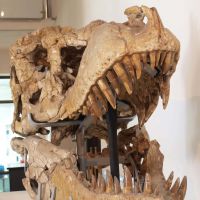 Tarbosaurus skull | COURTESY MIZUMA ART GALLERY
