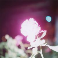 Untitled, from the \"Illuminance\" series (2007). | &#169; RINKO KAWAUCHI