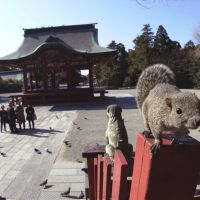 \"Taiwan Squirrel (Native to Taiwan) at Tsurugaoka Hachiman Shrine\" | &#169; MANABU MIYAZAKI
