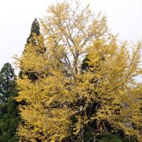 The common ginkgo tree is the only species surviving of a wholly unique family, the ginkgoaceae. A mature ginkgo reaches 20 to 35 m in height. | PHOTOS (c)IMAGES OF JAPAN