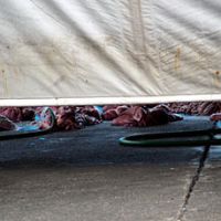 Dolphin entrails on the floor of the slaughterhouse in Taiji in November 2006 | BOYD HARNELL PHOTO