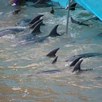 Doomed dolphins in Taiji\'s killing cove last November | EARTH ISLAND INSTITUTE PHOTO