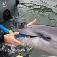 A captured calf being fed in Taiji\'s Whale Museum on Nov. 20, 2006 after losing its mother in a \"drive fishery.\" | BOYD HARNELL PHOTO