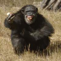 A resident of Chimp Haven near Shreveport, Louisiana, which gets government funding to care for animals that were owned by the federal government or otherwise involved in federal labs. Chimpanzees’ genetic makeup varies by less than 2 percent from man’s, and researchers say it’s only right to provide them with comfortable retirement after they’ve served as research fodder. What's 'separate' about humankind?