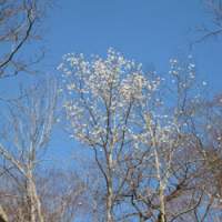 A magnolia in full flower &#8212; herald of Hokkaido\'s spring. | PHOTOS (C) IMAGES OF JAPAN