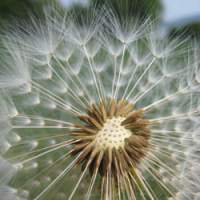 A beautiful dandelion seed, marking spring\'s progress into summer. | (c) TWENTIETH CENTURY FOX