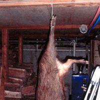 A juvenile, late wild boar hangs in the writer\'s basement | C.W. NICOL PHOTO