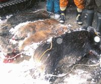 Local hunters survey their haul of adult sows In praise of the 'mountain whale'