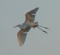 A great egret in flight Egrets' epitome of elegance