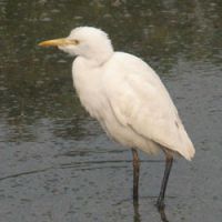 Climate change is bringing shoreline hunters such as this cattle egret to Hokkaido far earlier than usual. | &#169; KODANSHA INTERNATIONAL