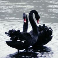 A pair of Black Swans get friendly in New Zealand, where they were introduced as \"ornamentals\" from Australia, as they also have been to Japan. | SIMON BARTZ PHOTOS