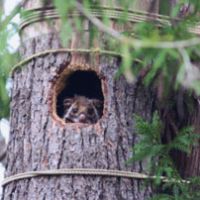 Wild times: A flying squirrel peeks from a nest box in our woods that was meant for owls | KIMIO KAWASAKI PHOTO