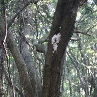 Forest wonders: A tree in the woods on Hachijo Island sports a fine crop of fungus | KUNIKO OTSUKI PHOTO