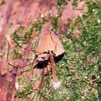 A crane fly chomps on a luminescent mushroom | KUNIKO OTSUKI PHOTO