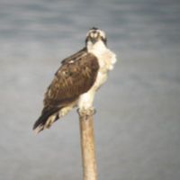 An overwintering osprey perched on a post in Kyushu. | IMAGES &#169; IMAGES OF JAPAN