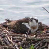 An osprey on its jumbled nest | JUDIT KAWAGUCHI PHOTO