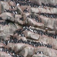 High-rise living: Common Guillemots crowd the cliffs of Bering Island off Kamchatka in Russia\'s Far East, where they raise their chicks on the exposed ledges. | &#169; IMAGES OF JAPAN