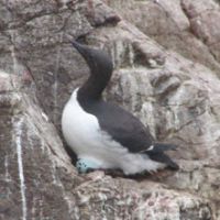 Sitting pretty: A Common Guillemot incubates its egg laid on a cliff ledge. | JUDIT KAWAGUCHI PHOTO