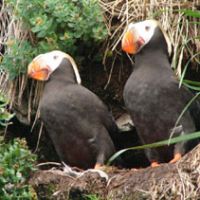 Bird-world Hobbits: A pair of Tufted Puffins outside the clifftop nesting burrow they have dug to keep their egg and chick safe during their brief annual stopover on land. | JUDIT KAWAGUCHI PHOTO