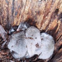 Young palm civets sunggle in the birch tree after the owl family vacated it. | ASHIYA CITY MUSEUM OF ART AND HISTORY