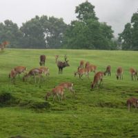 A stag in Nara oversees his harem of grazing hinds | WINIFRED BIRD PHOTOS