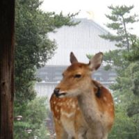 One of Nara Park\'s estimated 1,200 sika deer  &#81212; descendants of those that, according to legend, carried the deities to Kasuga Grand Shrine in 709 and 768  &#81212; stands at the gate of Todaiji Temple. | WILL ROBB PHOTOS