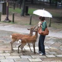 A tourist feeds a pair of eager deer in front of Todaiji Temple | WILL ROBB PHOTOS