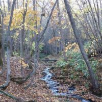 Autumn ambience:A woodland trail on Toishi-yama, near Sapporo in Hokkaido. Below: A Siberian chipmunk. | JAPAN FOLK CRAFTS MUSEUM