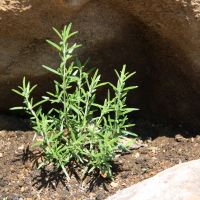 Growing flavors: Rosemary (above) and thyme looking at home in our new rock garden. | ALEXIS WUILLAUME PHOTO