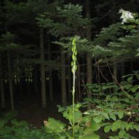 A towering Heartleaf lily in woods near my home in autumn | MASAYUKI TOJO PHOTO