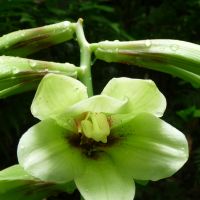 A Heartleaf lily in flower in August | MASAYUKI TOJO PHOTO