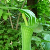 A Japanese cobra lily | MASAYUKI TOJO PHOTO