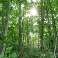 Simply sylvan: My local wood in Nopporo, Hokkaido, in its fresh-green spring glory. | MASAYUKI TOJO PHOTO