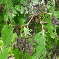 Food for thought: Grasshopper hatchlings waste no time before starting to eat the alder leaves that hosted them as eggs. | MARK BRAZIL PHOTOS