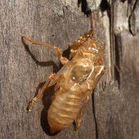 Amazing case: This outgrown outer form of a Cicada still clings to a tree on the slopes of Mount Yubari in Hokkaido. | KUNIHEI KAMEDA