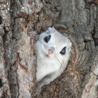 Too cute: This photograph of a Siberian Flying Squirrel was a contender for publication in a calendar by the website Cute Overload (www.cuteoverload.com). | MARK BRAZIL PHOTO