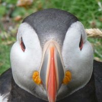 The Atlantic Puffin is both cute and comical, with its enormous bill and bulging cheeks. | &#169; THE IRVING PENN FOUNDATION