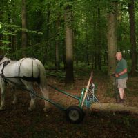 Doug works Ella, his Percheron mare, in the St. Fagan\'s Park woods. | C.W. NICOL PHOTOS