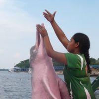 Magic moment: A young woman who lives beside the Rio Negro in Brazil\'s Anavilhanas National Park, and regularly gives food to Pink River Dolphins, here gets close to one of the remarkable mammals that has become used to humans &#8212; offering visitors a stunning photo opportunity as a result. | MARK BRAZIL PHOTOS