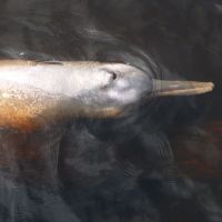A dolphin swims through the tea-colored waters of the Rio Negro, where many fishermen kill them to use their meat as bait to catch carnivorous fish. | YOSHIAKI MIURA